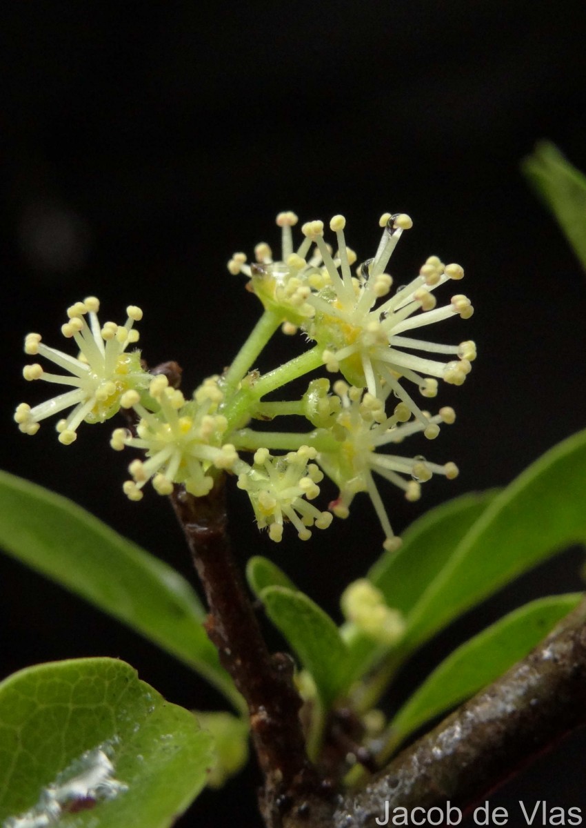 Flacourtia indica (Burm.f.) Merr.
